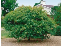 Acer Ginnala Feuer-Ahorn 150–200 cm Leuchtend Rot Im Herbst