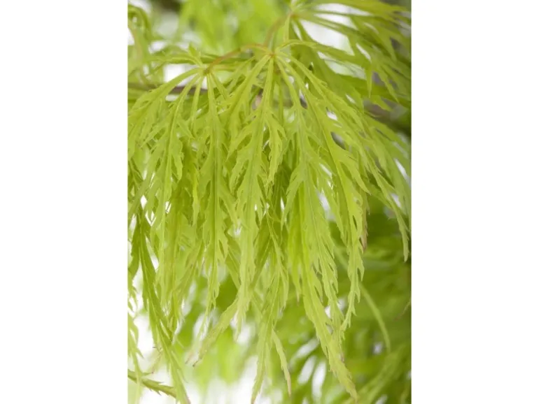 Acer Palmatum Dissectum Japanischer Ahorn Filigran 50–60 cm