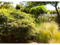 Acer Palmatum Dissectum Japanischer Ahorn Filigran 50–60 cm