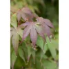 Acer Palmatum Moonfire Japanischer Ahorn Rot 60–80 cm