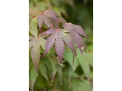 Acer Palmatum Moonfire Japanischer Ahorn Rot 40–60 cm