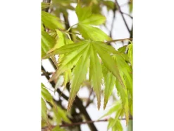 Acer Palmatum Orange Dream Japanischer Ahorn Orange 60–80 cm