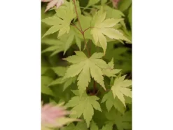 Acer Palmatum Orange Dream Japanischer Ahorn Orange 60–80 cm