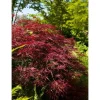 Acer Palmatum Red Pygmy Japanischer Ahorn Rot 80 cm Stammhöhe