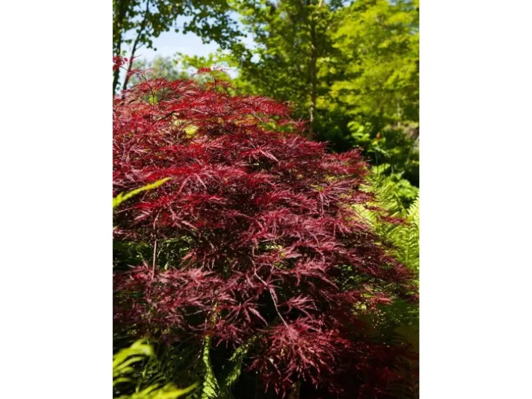 Acer Palmatum Red Pygmy Japanischer Ahorn Rot 80 cm Stammhöhe