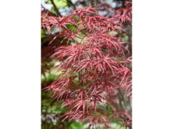 Acer Palmatum Red Pygmy Japanischer Ahorn Rot 80 cm Stammhöhe