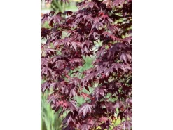 Acer Palmatum Shojo Nomura Japanischer Ahorn Rot 60–80 cm