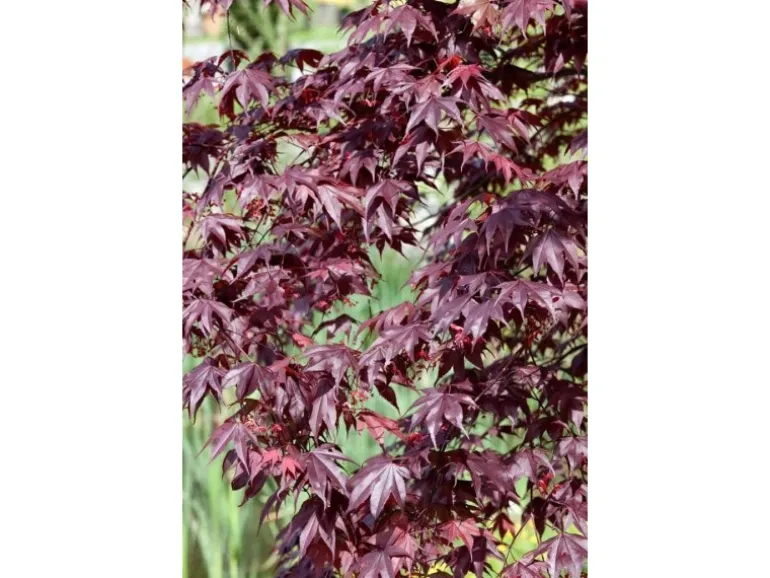 Acer Palmatum Shojo Nomura Japanischer Ahorn Rot 60–80 cm