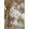 Amelanchier Ballerina Felsenbirne Weiß 60–100 cm