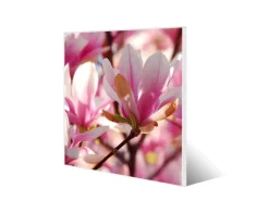 Banjado Magnettafel 50x50cm Magnetwand Weiß Aus Metall Magnetpinnwand Pinnwand Inkl. 4 Magnete Motiv Magnolia