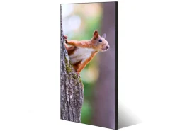 Banjado Magnettafel 37x78cm Magnetwand Schwarz Aus Metall Magnetpinnwand Pinnwand Inkl. 4 Magnete Motiv Eichhörnchen