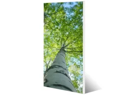 Banjado Magnettafel 37x78cm Magnetwand Weiß Aus Metall Magnetpinnwand Pinnwand Inkl. 4 Magnete Motiv Zwischen Bäumen 5