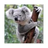 Banjado Magnettafel 50x50cm Magnetwand Weiß Aus Metall Magnetpinnwand Pinnwand Inkl. 4 Magnete Motiv Koala