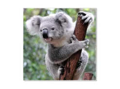 Banjado Magnettafel 50x50cm Magnetwand Weiß Aus Metall Magnetpinnwand Pinnwand Inkl. 4 Magnete Motiv Koala