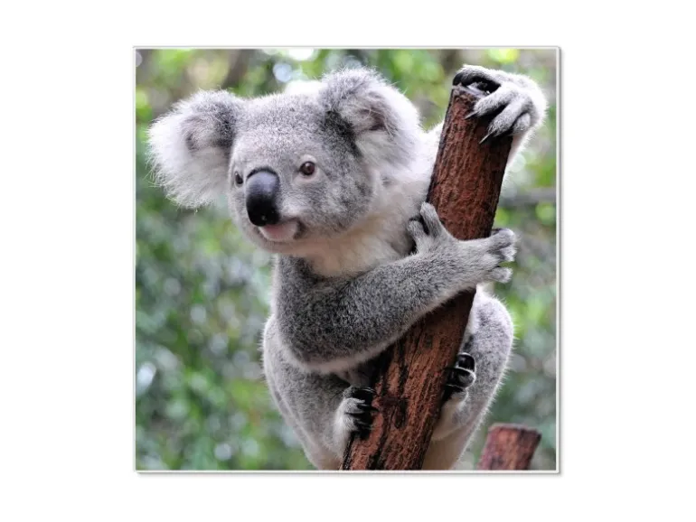 Banjado Magnettafel 50x50cm Magnetwand Weiß Aus Metall Magnetpinnwand Pinnwand Inkl. 4 Magnete Motiv Koala