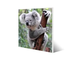 Banjado Magnettafel 50x50cm Magnetwand Weiß Aus Metall Magnetpinnwand Pinnwand Inkl. 4 Magnete Motiv Koala