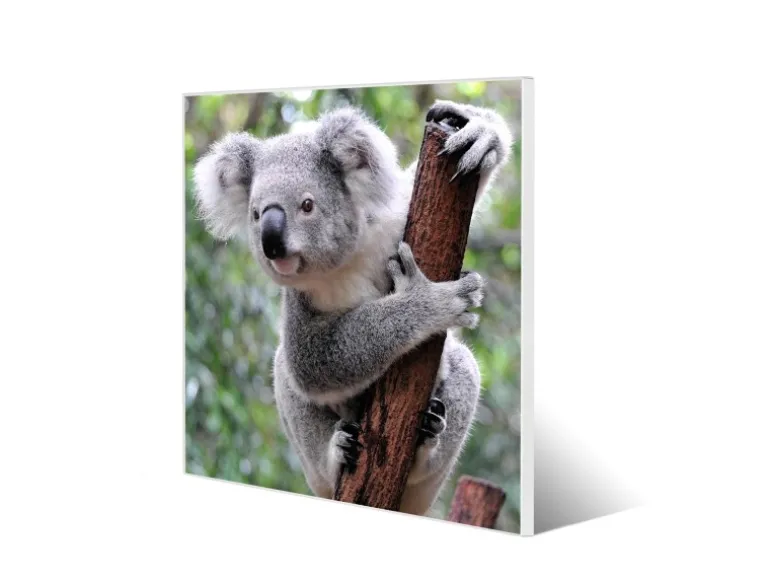 Banjado Magnettafel 50x50cm Magnetwand Weiß Aus Metall Magnetpinnwand Pinnwand Inkl. 4 Magnete Motiv Koala