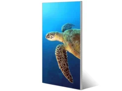 Banjado Magnettafel 37x78cm Magnetwand Silber Aus Metall Magnetpinnwand Pinnwand Inkl. 4 Magnete Motiv Wasserschildkröte