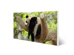 Banjado Magnettafel 78x37cm Magnetwand Weiß Aus Metall Magnetpinnwand Pinnwand Inkl. 4 Magnete Motiv Panda