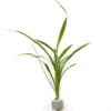 Bichetii-Grünlilie Höhe ca. 15-40 cm Topf-Ø ca. 3,4 cm Chlorophytum laxum
