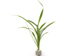 Bichetii-Grünlilie Höhe ca. 15-40 cm Topf-Ø ca. 3,4 cm Chlorophytum laxum