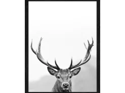 Bild mit Rahmen Anonymus Grey Deer Head III 42,5 cm x 32,5 cm