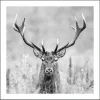 Bild mit Rahmen Anonymus Grey Deer Dead II 52,5 cm x 52,5 cm