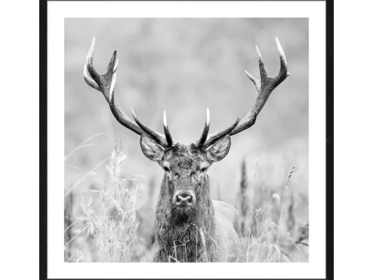 Bild mit Rahmen Anonymus Grey Deer Dead II 52,5 cm x 52,5 cm
