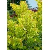 Cercis Canadensis Rising Sun Judasbaum Gelb-Orange 125–150 cm