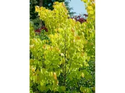 Cercis Canadensis Rising Sun Judasbaum Gelb-Orange 125–150 cm