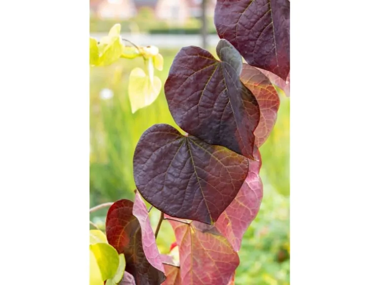 Cercis Canadensis Ruby Falls Judasbaum Rotviolett 125 cm Stammhöhe