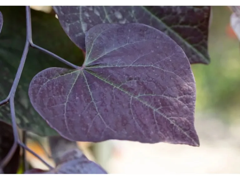 Cercis Canadensis Ruby Falls Judasbaum Rotviolett 125 cm Stammhöhe