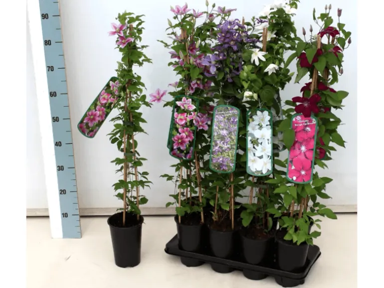 Clematis Texensis Duchess Of Albany Rosa 60–100 cm