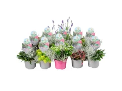 Colour your Garden Mix Duo Topf-Ø ca. 13 cm