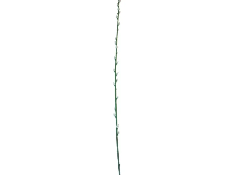 Deko Weidenkätzchen Zweig 100 cm