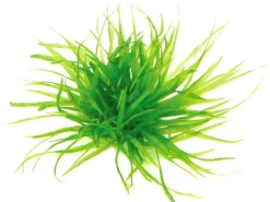 Dennerle Plants Aquariumpflanze Blyxa japonica In-Vitro