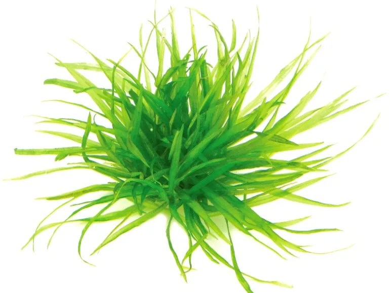 Dennerle Plants Aquariumpflanze Blyxa japonica In-Vitro