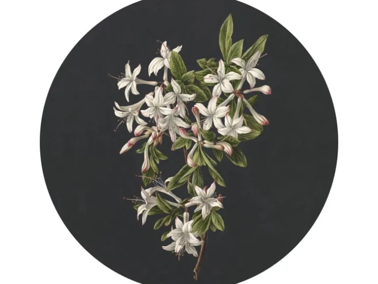 ESTAhome Selbstklebende Runde Tapete Blüte Hellrosa und Schwarz Ø 70 cm 158992