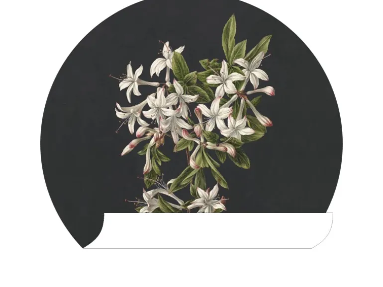 ESTAhome Selbstklebende Runde Tapete Blüte Hellrosa und Schwarz Ø 70 cm 158992