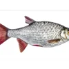 ESTAhome Wandtattoo Fisch Grau und Rot 97 x 48,5 cm 159039