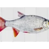 ESTAhome Wandtattoo Fisch Grau und Rot 97 x 48,5 cm 159029