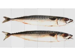 ESTAhome Wandtattoo Fische Grau 97 x 48,5 cm 159030