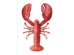 ESTAhome Wandtattoo Hummer Rot 70 x 46,5 cm 159045