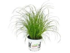 Exotenherz Katzengras Cyperus Alternifolius zur Verdauungsunterstützung von Katzen