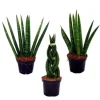 Exotenherz Sansevieria Cylindrica Pfiffiges 3Er Set im 6,5cm Topf Bogenhanf Schwiegermutterzunge