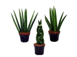 Exotenherz Sansevieria Cylindrica Pfiffiges 3Er Set im 6,5cm Topf Bogenhanf Schwiegermutterzunge