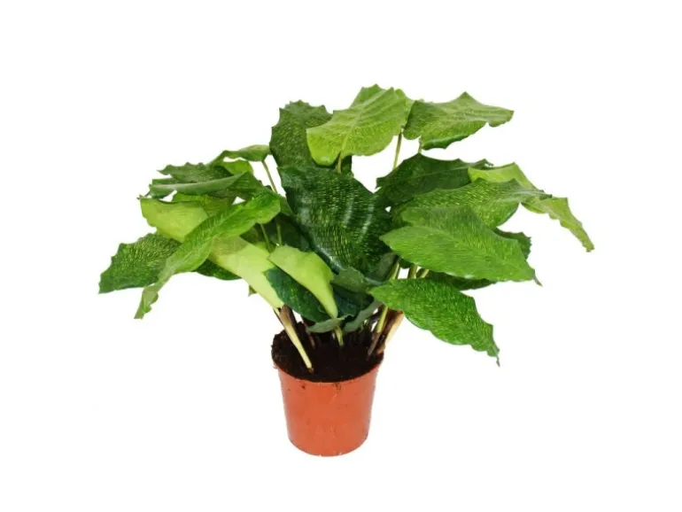 Exotenherz Schattenpflanze mit Ausgefallenem Blattmuster Calathea Musaica Network 14cm Topf ca. 40cm Hoch