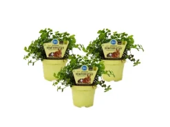 Exotenherz Set mit 3 Futterpflanzen für Heimtiere Callisia Repens Vitalfutter für Kaninchen Ziervögel Reptilien Hamster