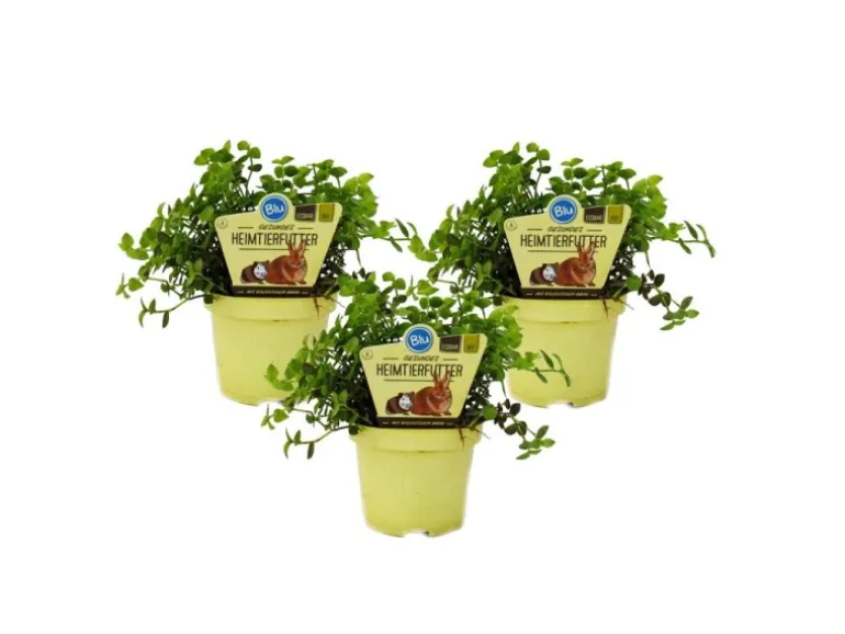 Exotenherz Set mit 3 Futterpflanzen für Heimtiere Callisia Repens Vitalfutter für Kaninchen Ziervögel Reptilien Hamster