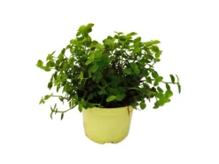 Exotenherz Set mit 3 Futterpflanzen für Heimtiere Callisia Repens Vitalfutter für Kaninchen Ziervögel Reptilien Hamster